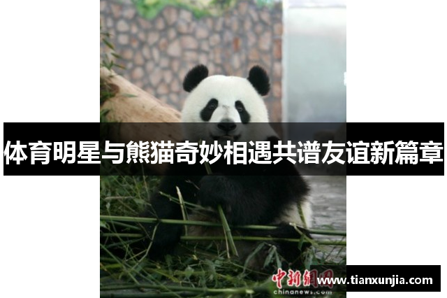体育明星与熊猫奇妙相遇共谱友谊新篇章